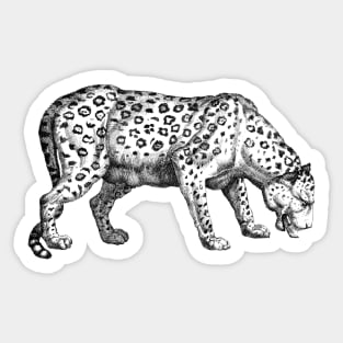 Vintage Leopard Sketch Sticker